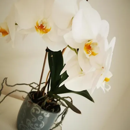 Apartment Orchidee